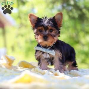 Drake, Yorkie Puppy